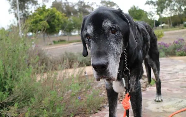 The emotional rollercoaster after a dog's death