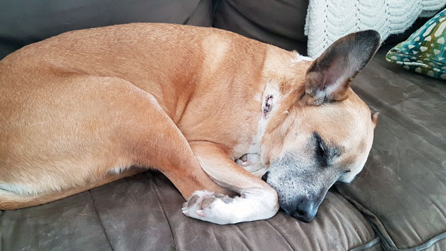 Baxter napping on the couch