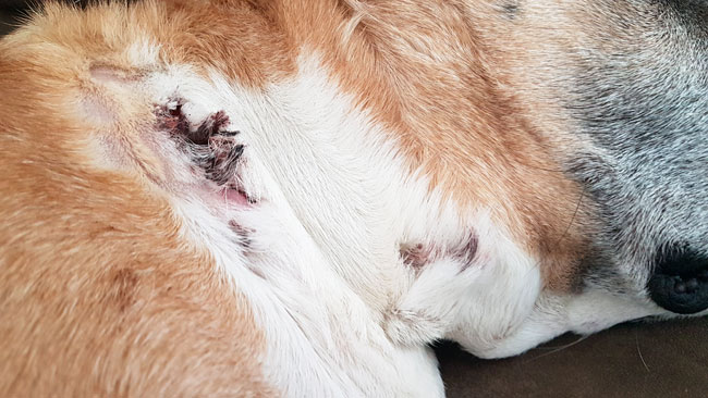 Cuts on a dog's neck