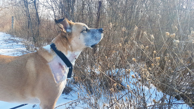 Baxter looking into the woods