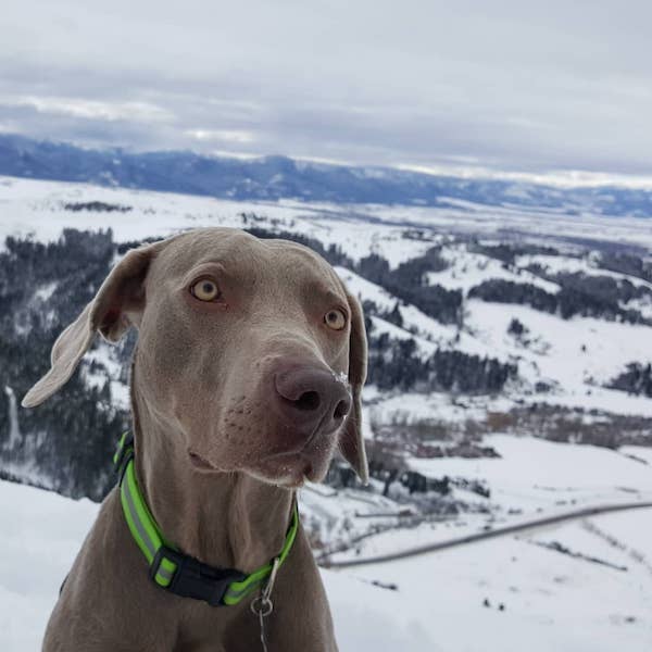 Remy the weimaraner, do dogs need rest days?
