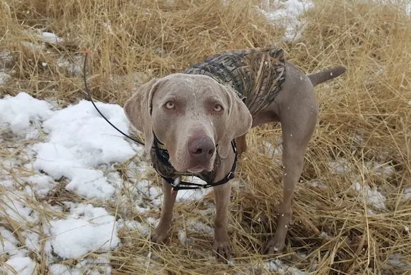 Remy wearing his Garmin collar