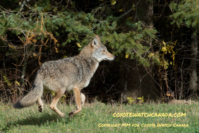 Coyote running in a field