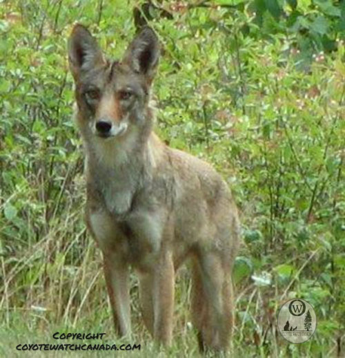 Coyote in a field