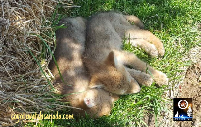Coyote pups