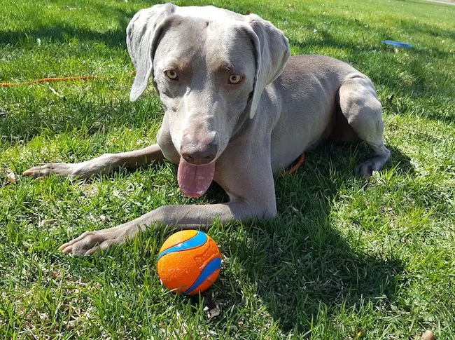 Training my weimaraner to fetch