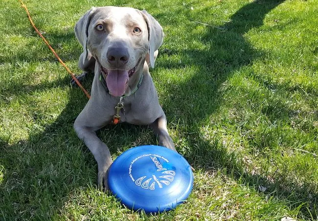 Hyperflite discs for dogs