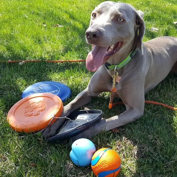 Weimaraner with toys