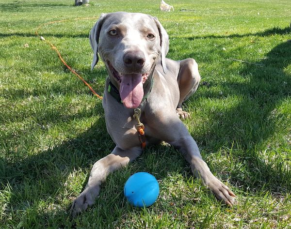 Help an animal shelter during COVID-19