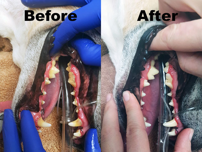 A dog's teeth before and after a dental cleaning