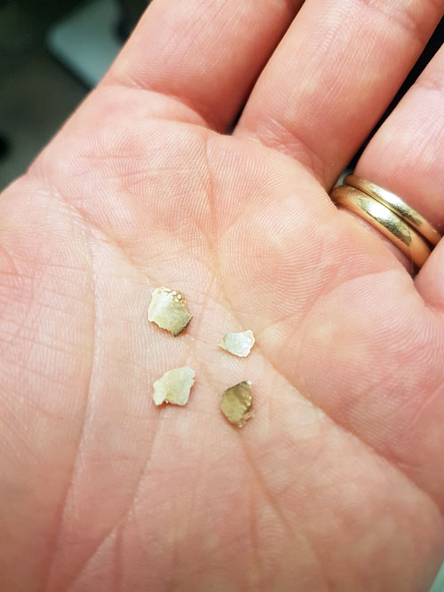 Tartar flakes from a dog's teeth