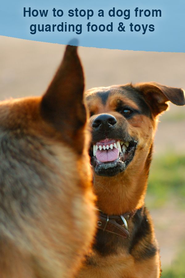 How to stop a dog's possessiveness