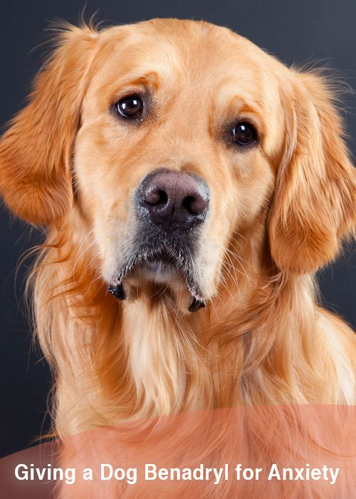 Benadryl for dogs anxiety
