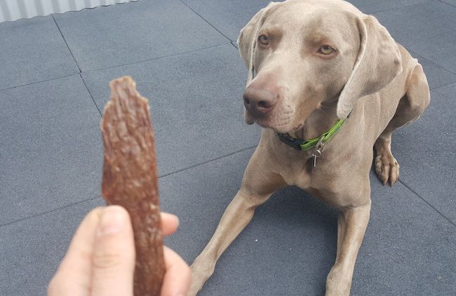 Venison meat for dogs - is it safe? 