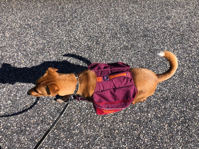 How to keep an active dog busy