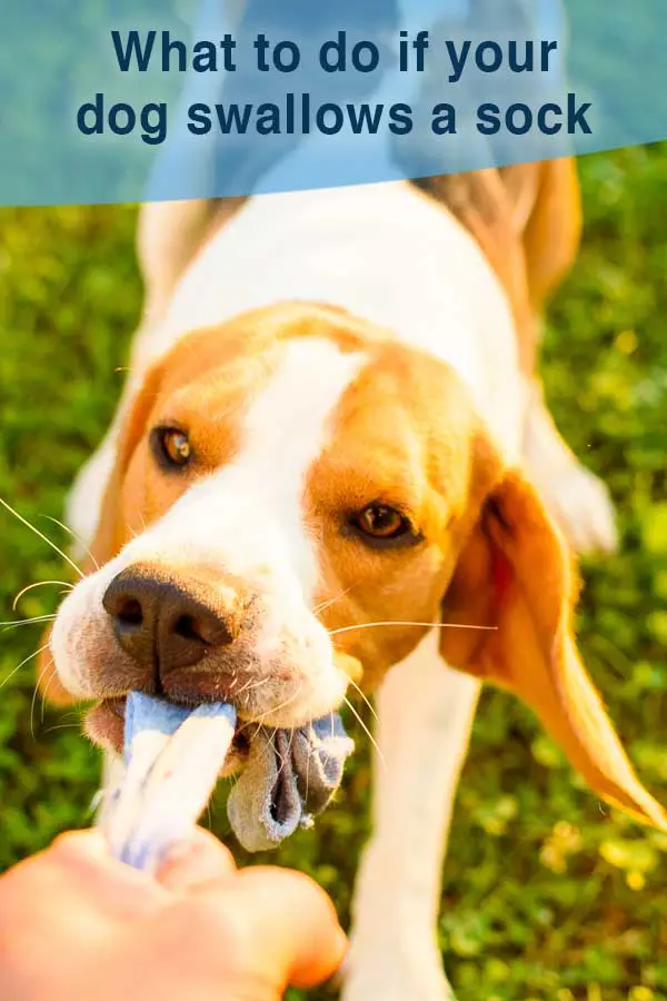 My dog ate a sock