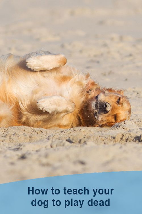 How to teach a dog to play dead