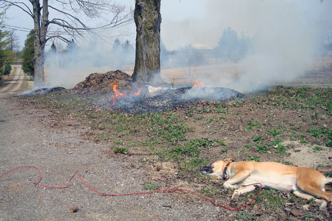 How we taught our dog to stay in the yard without a leash