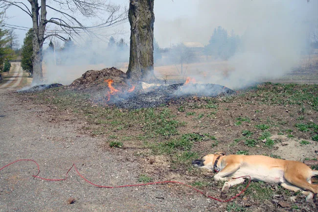 How we taught our dog to stay in the yard without a leash