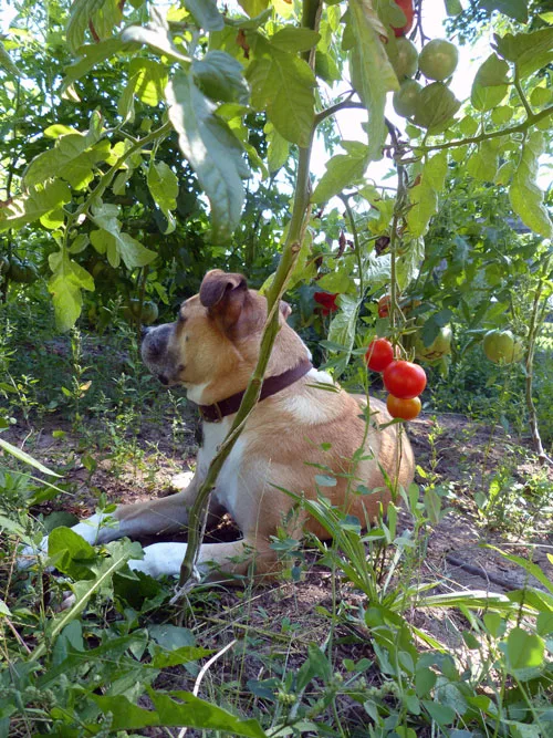 Baxter in the garden
