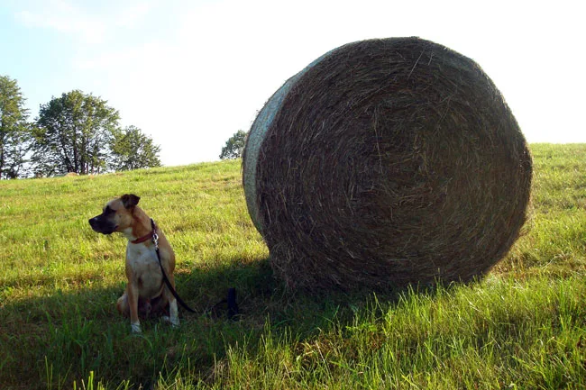 Best dog breeds for farms