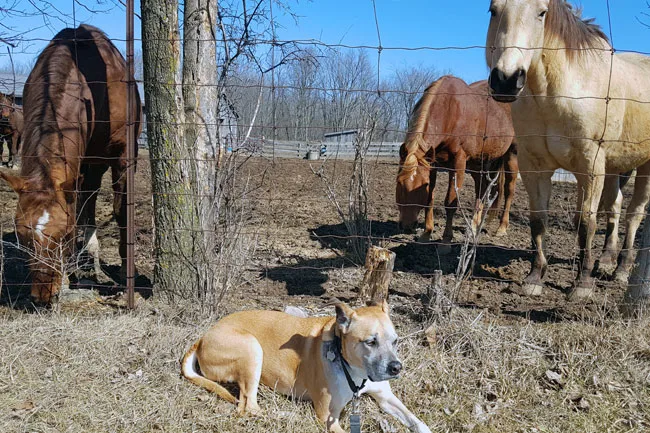 What are the best farm dogs?
