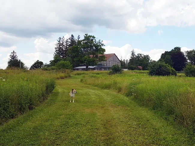 How to train a dog to stay on your property