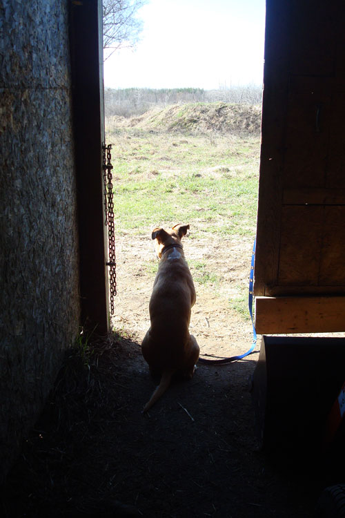 Baxter the mixed breed farm dog