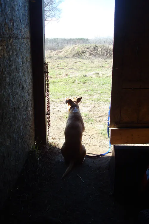 Baxter the mixed breed farm dog