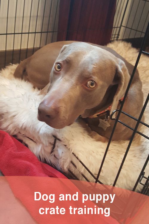 Dog and puppy crate training