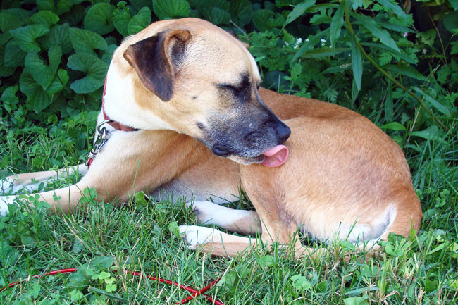 Dog licking his hip