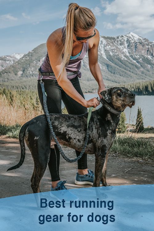 Best running gear for dogs