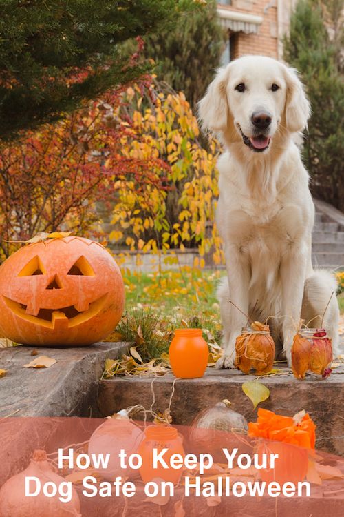 How to keep your dog safe on halloween