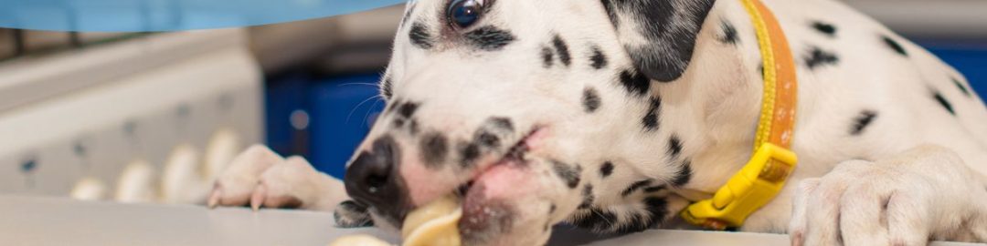 How to stop my dog from counter surfing
