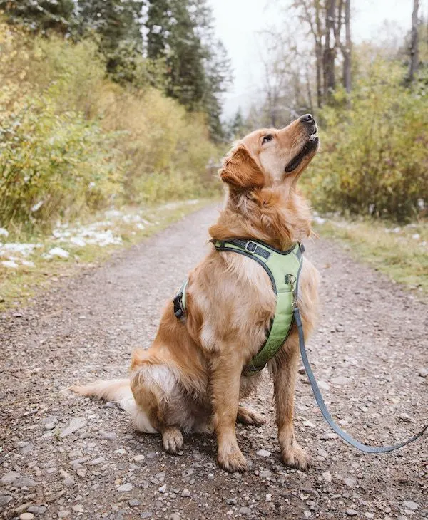 Mighty Paw sport harness
