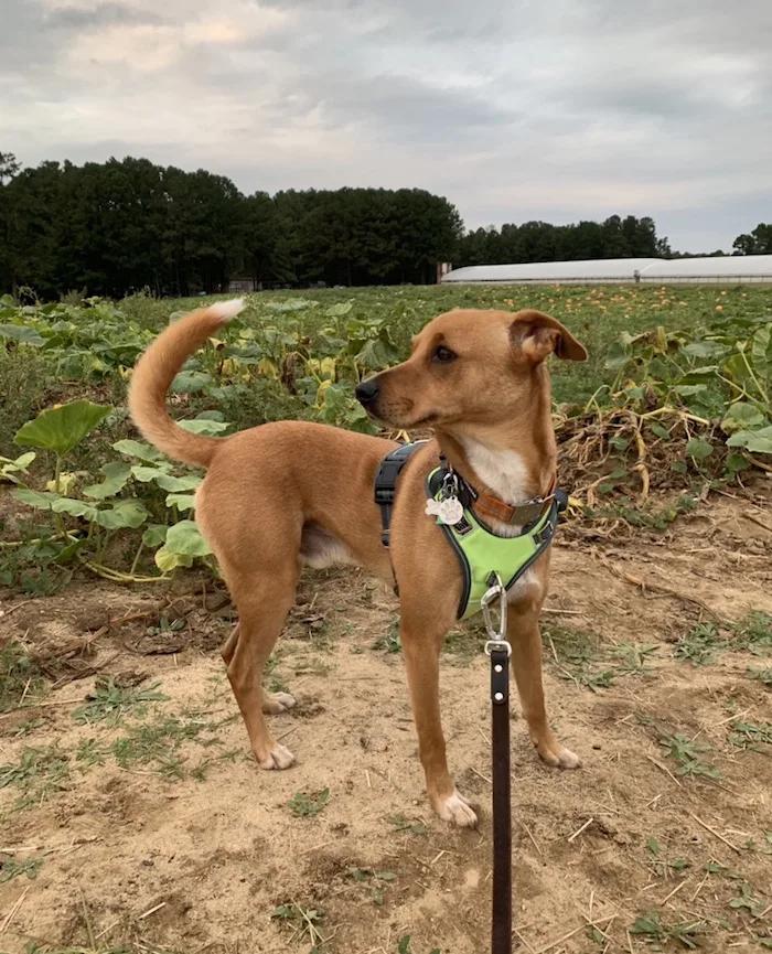 Mighty Paw sport harness 2.0 review