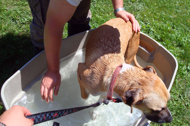 What to do if your dog is sprayed by a skunk