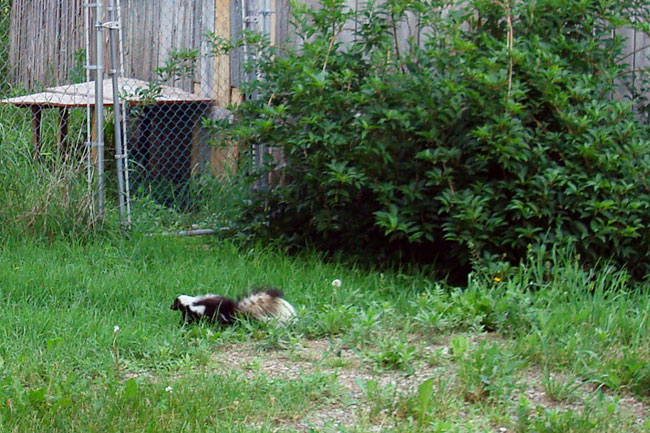 What to do if your dog is sprayed by a skunk