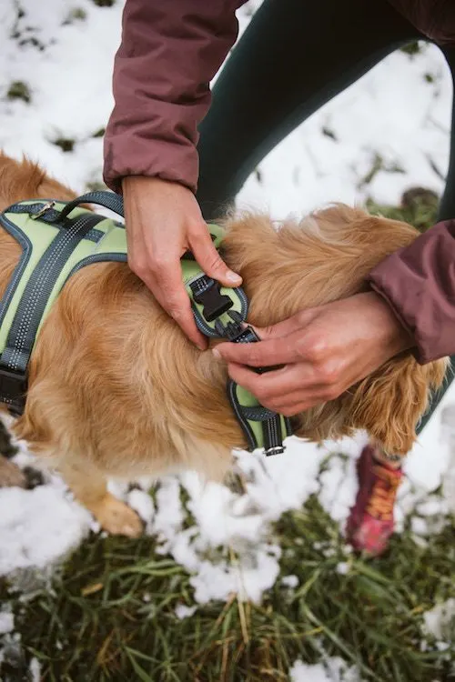 Harness opens around dog's neck