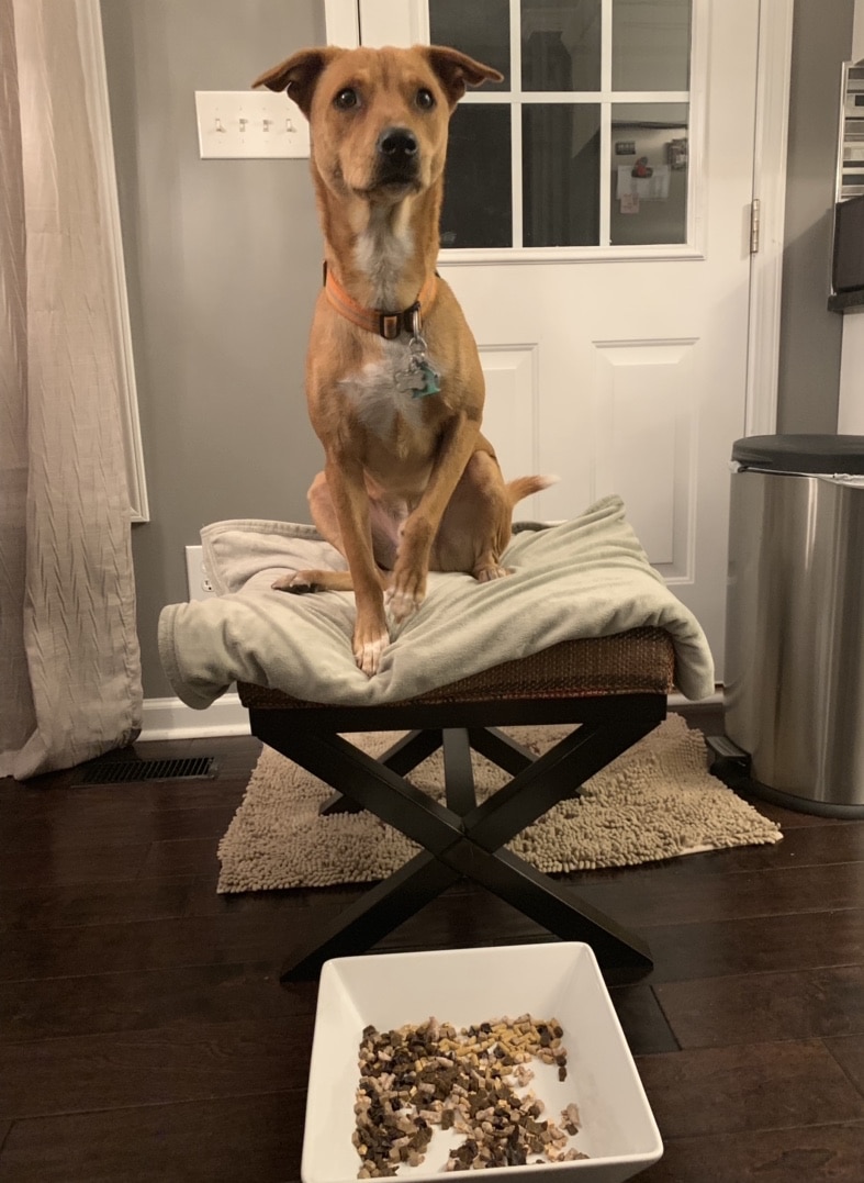 Best dog training treats