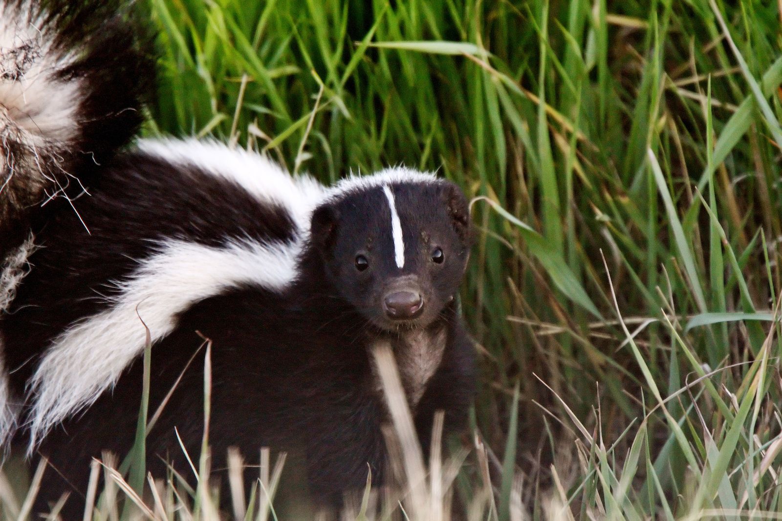 What to do if your dog is sprayed by a skunk