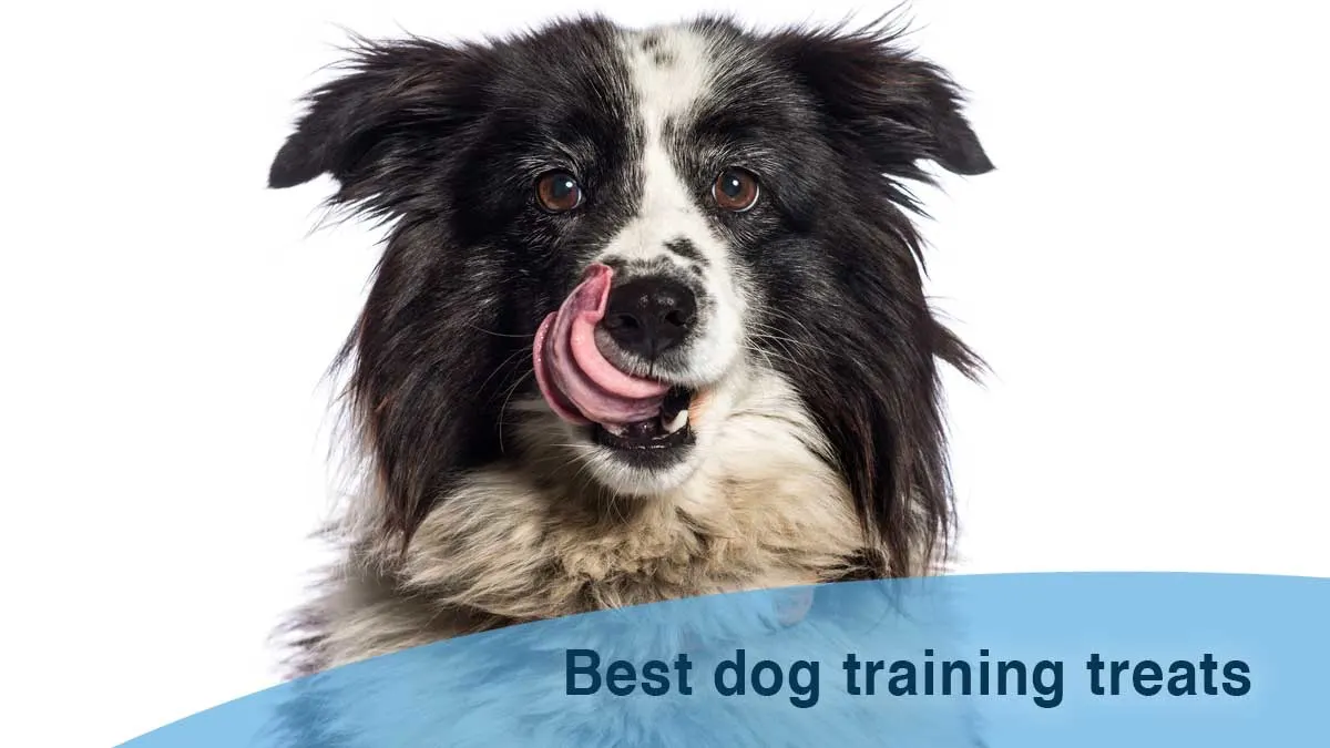 Dog training treats