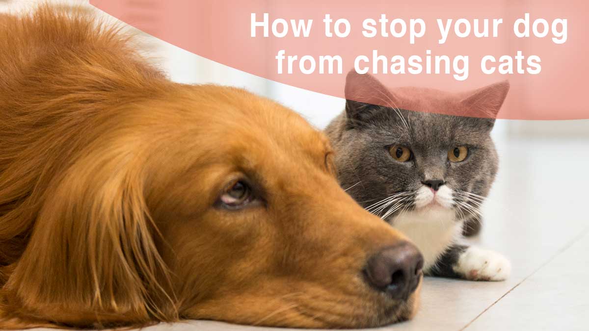 Stop dog from chasing cats