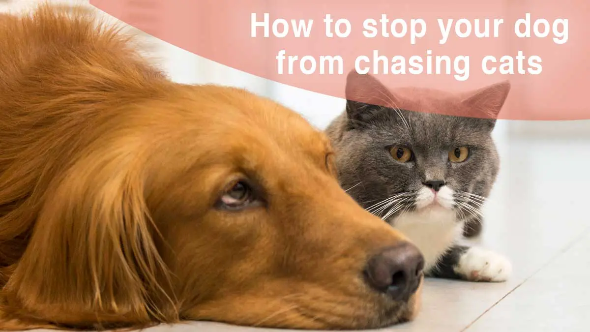 Stop dog from chasing cats