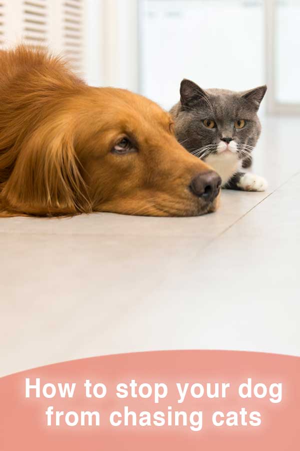 How to stop a dog from chasing cats