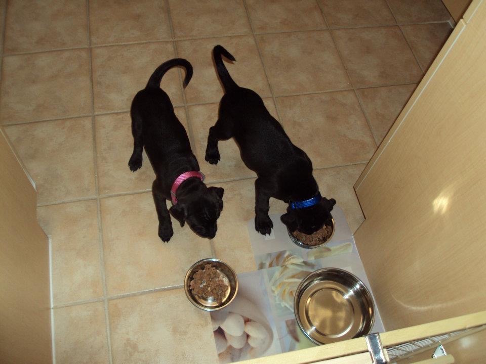 raising littermates or two puppies