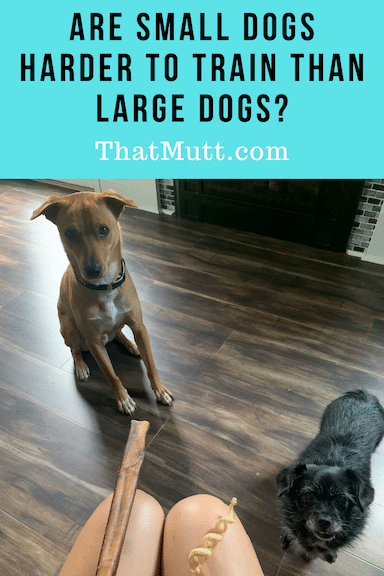 Are small dogs harder to train?