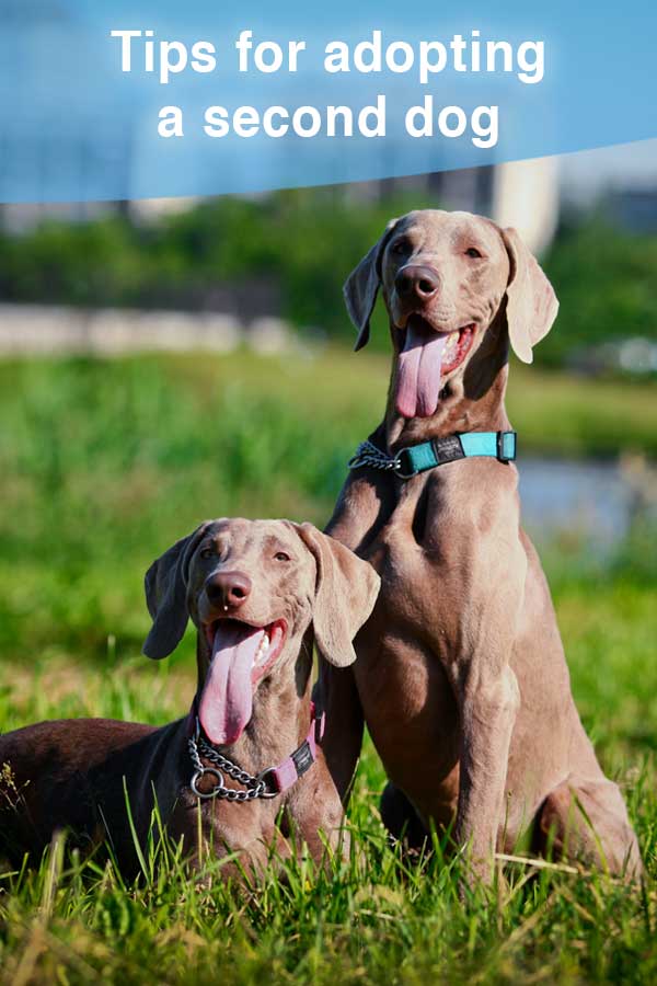 Tips for adopting a second dog