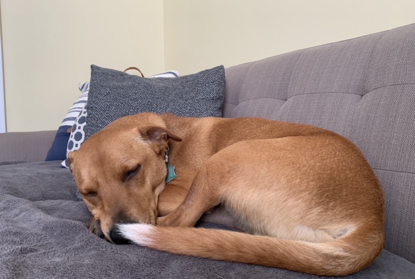 How to keep your dog off the furniture