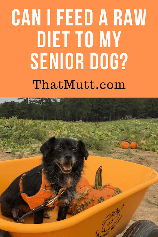 Should I feed my senior dog raw food?